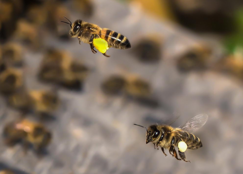 včely přinášejí pylové rousky do úlu