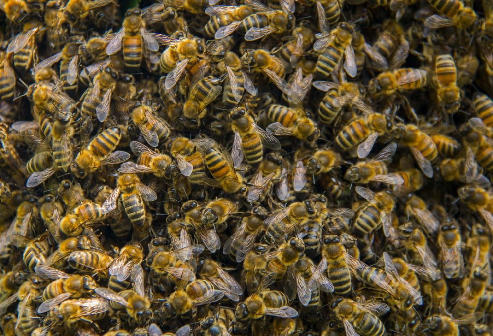 včely v prosinci