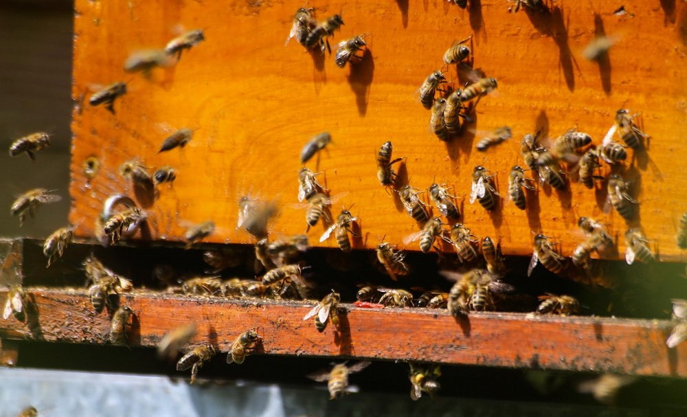 včely na česně