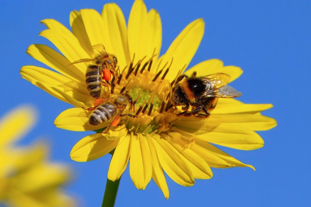 Ochrana opylovačů nebo náhradní řešení