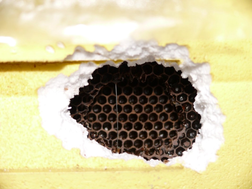 Včelí úly po útoku ptáků