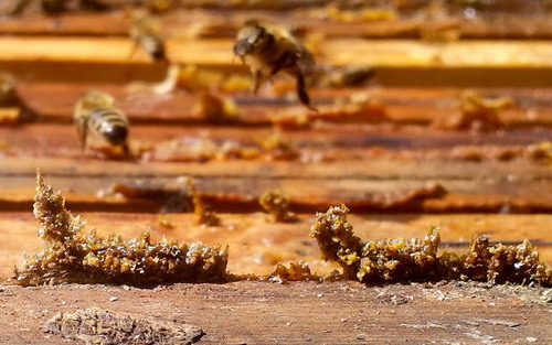 Co je propolis?