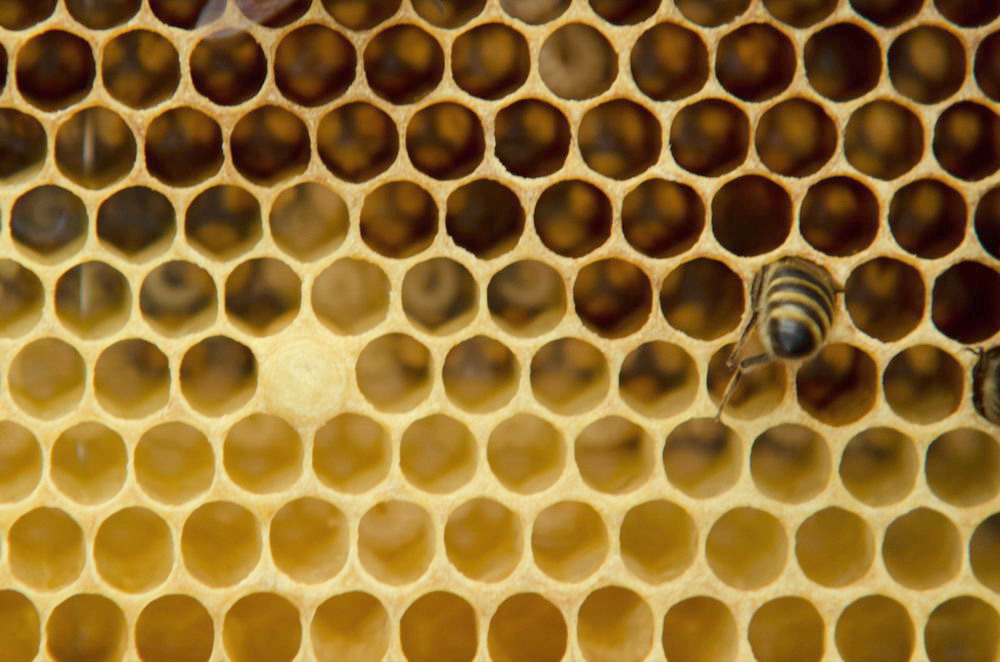 Včelí vosk, plástve z vosku