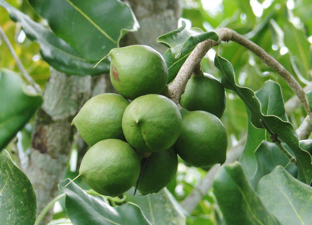 makadamiový olej v kosmetice, makadamiové ořechy, olej z makadamiových ořechů