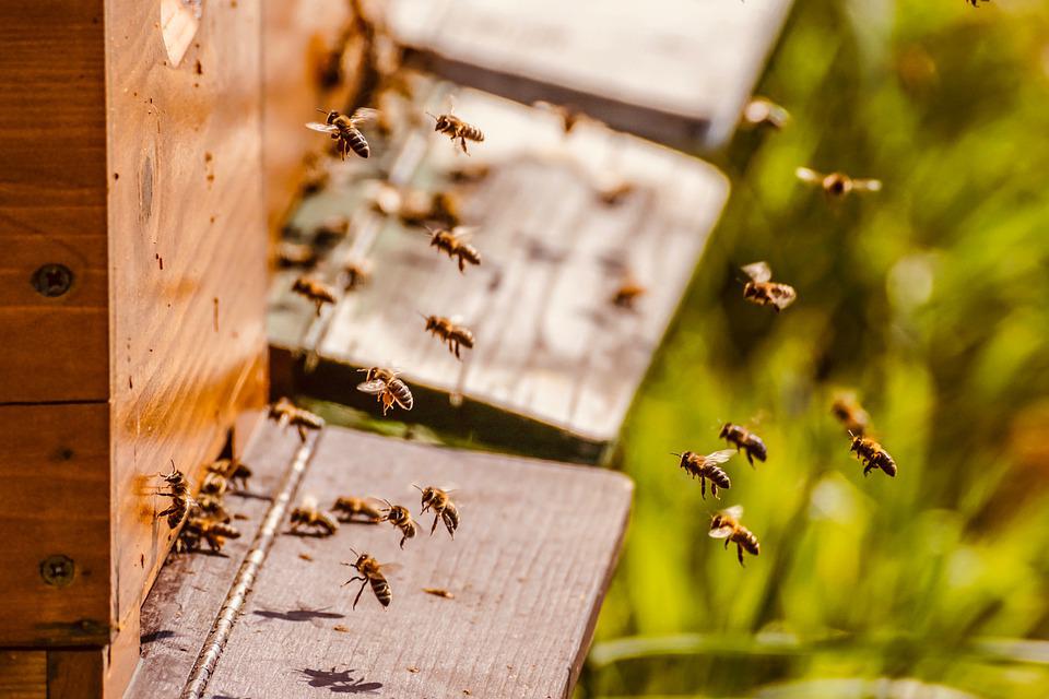 včelí úl, co je to apiterapie