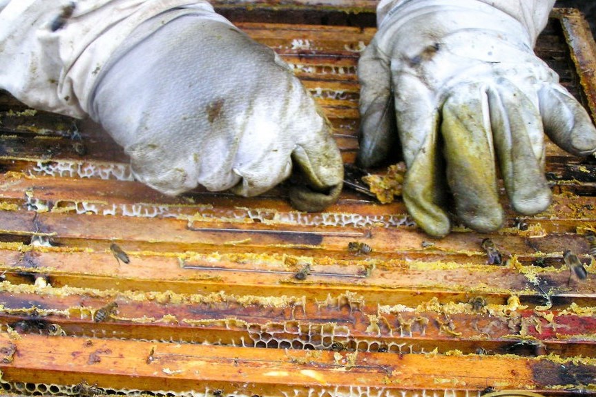 Obtaining propolis