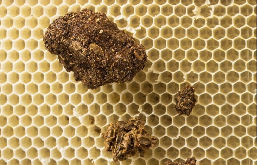 propolis a koronavirus, studie propolis a covid