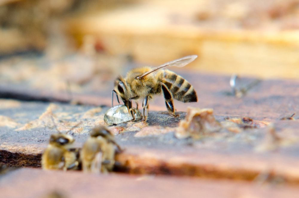 včela sající z kapky vody