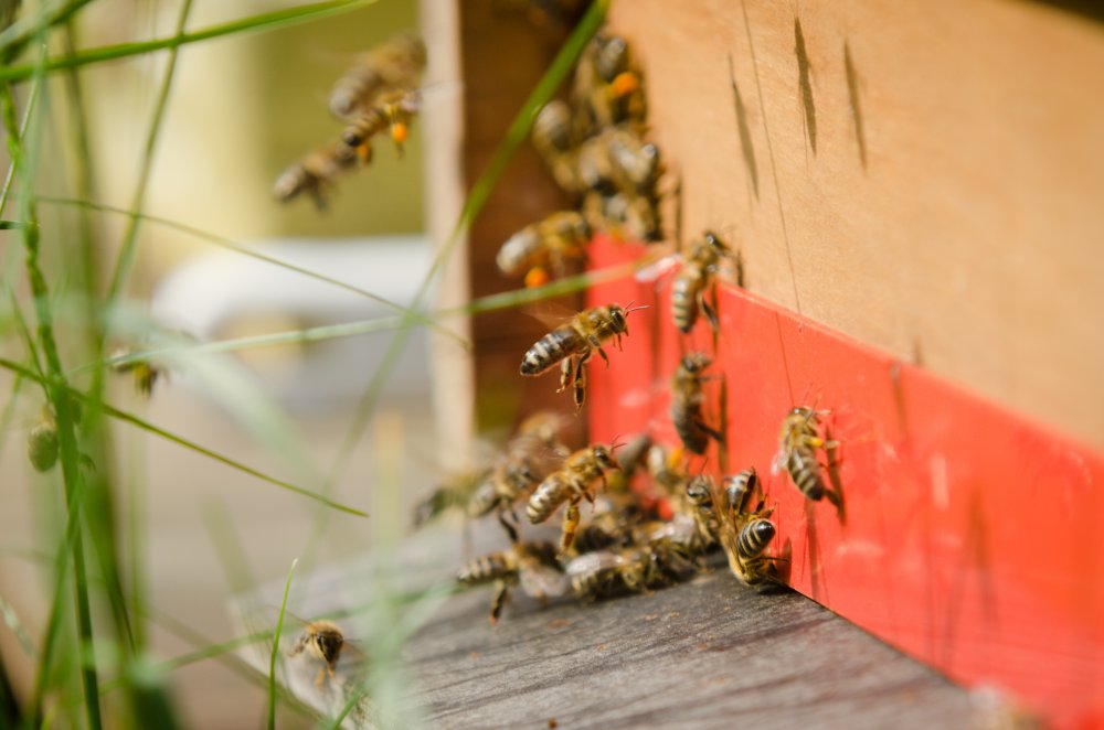 Biopole včelstva - včelí úl