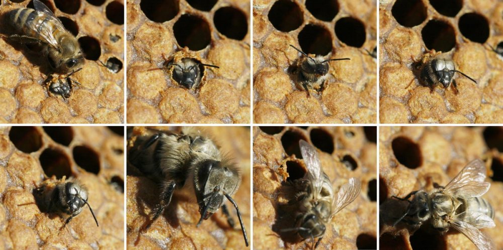 Líhnutí včely