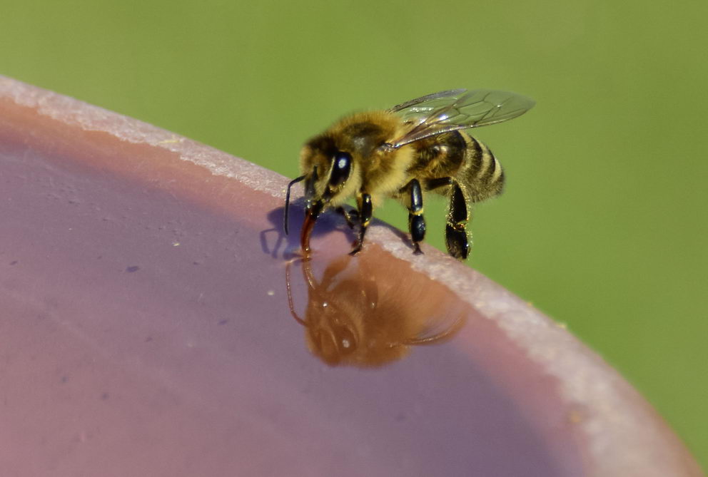 napáječky pro hmyz, včela u napáječky