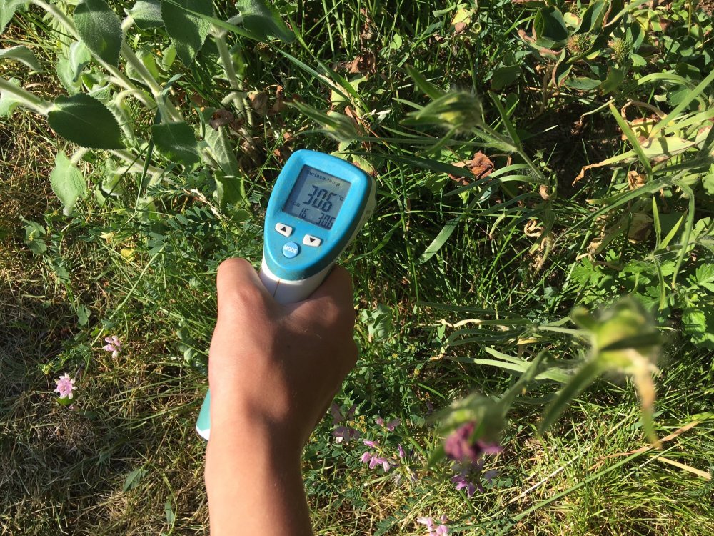 teplota vzrostlejšího trávníku