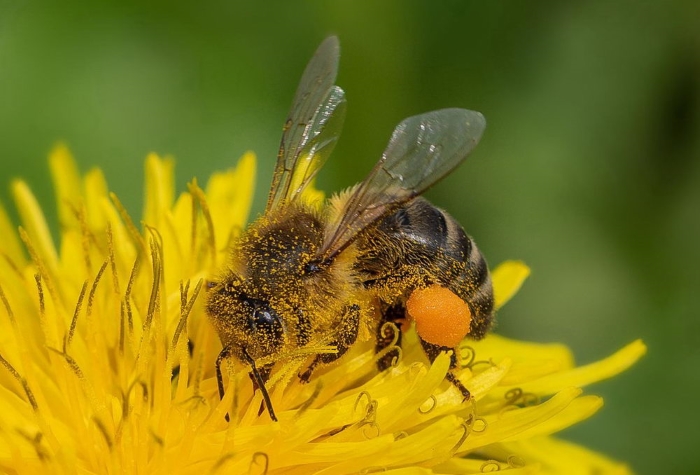 O včelím pylu