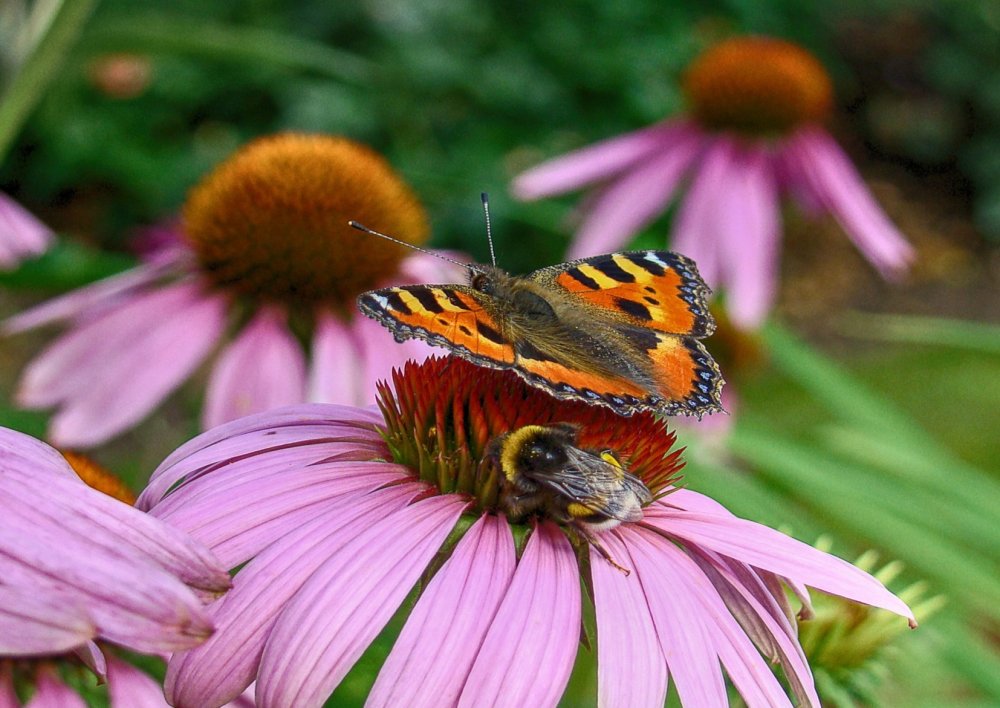 Opylovači, jak je podpořit