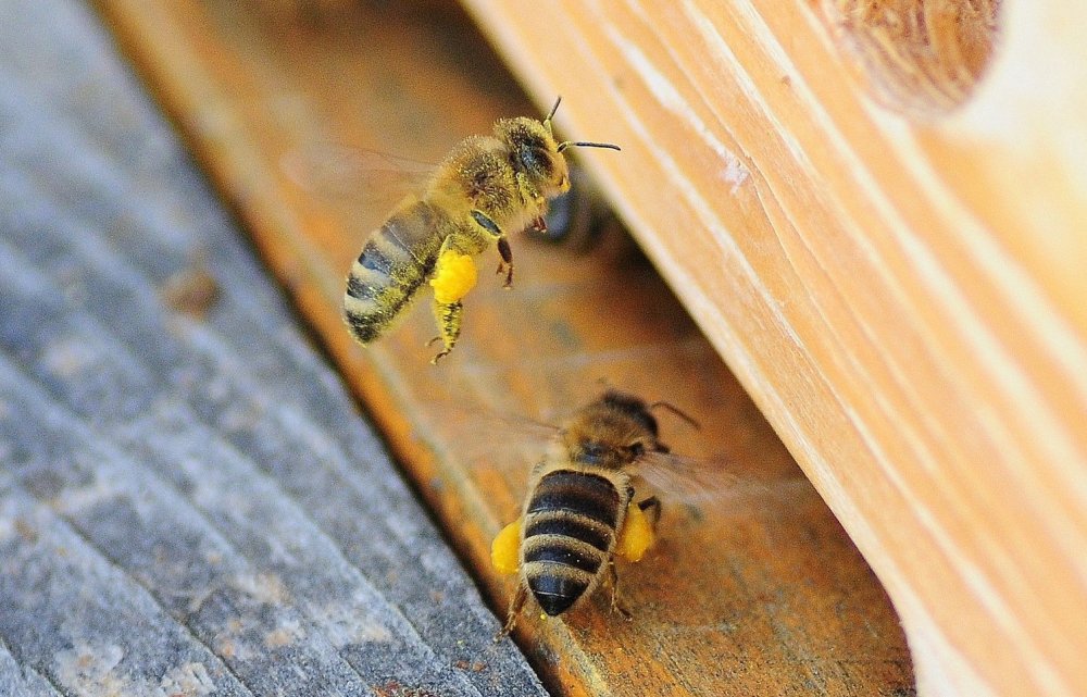 včely přinášejí pylové rousky do úlu