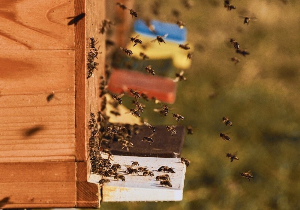 včely přilétající do úlu, využití včelího biopole