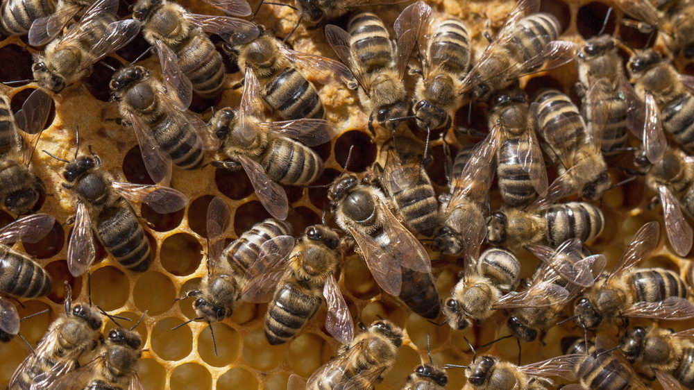 včelí královna a včelí dělnice na plástu