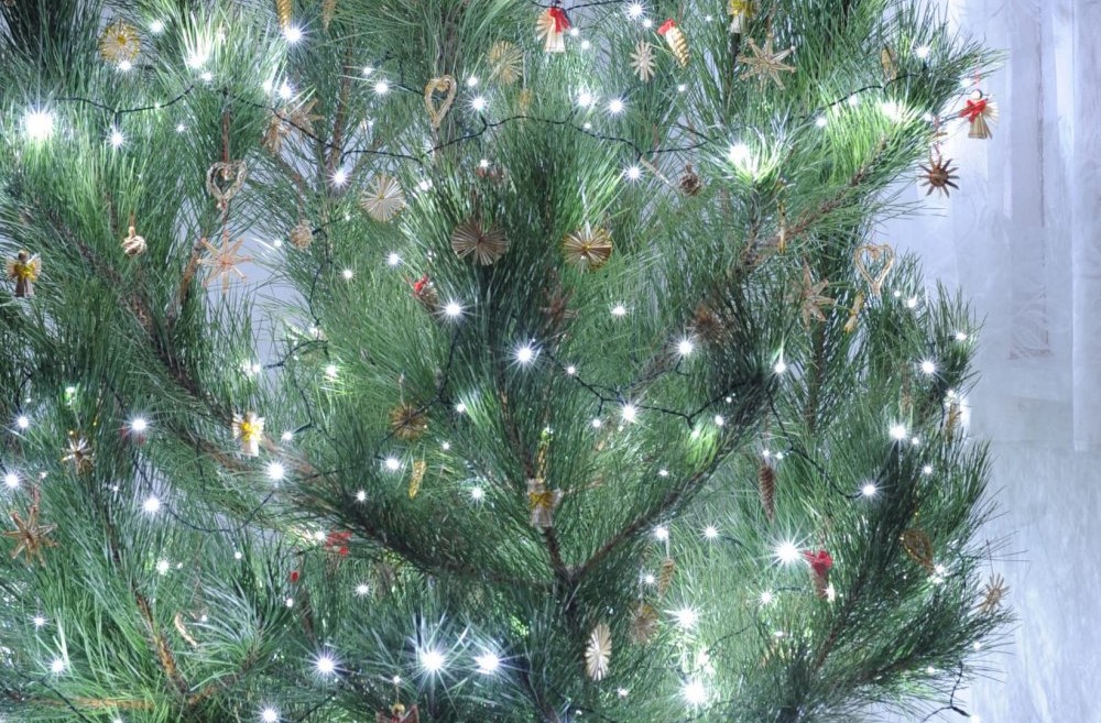 vánoce, ekologie, živý vánoční stromeček