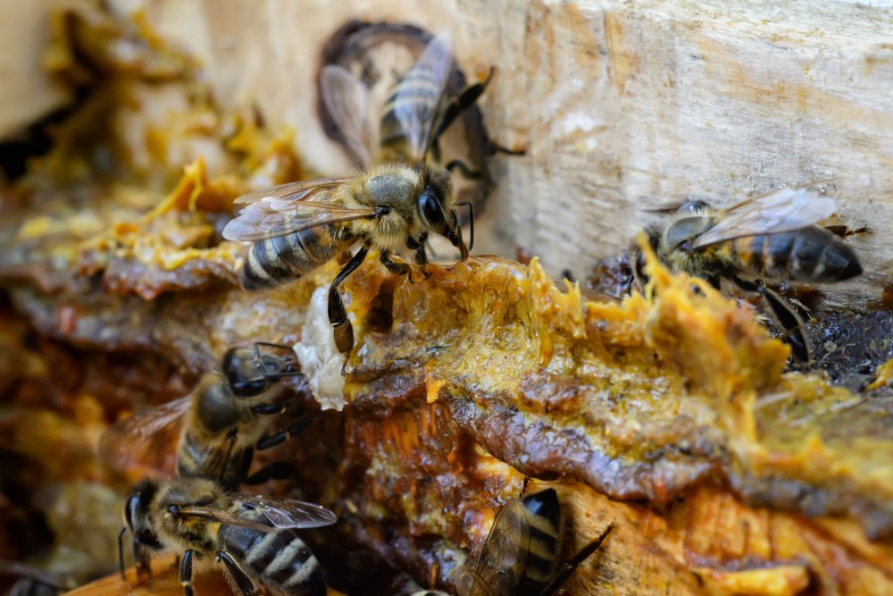 propolis, jak používat v těhotenství a při kojení