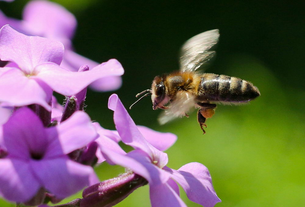 kalendář včelaře, letící včela