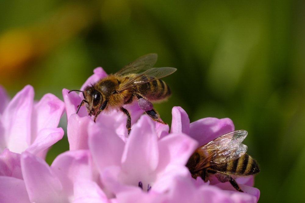 Med a včelaření pohledem veganů