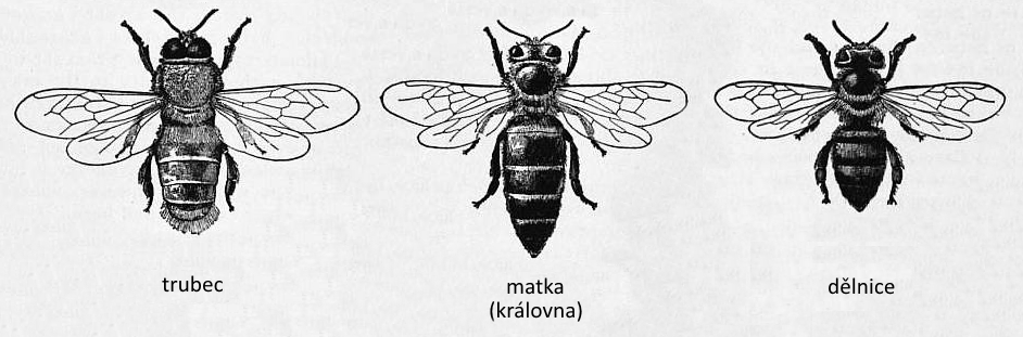 trubec, včelí matka, královna, včela dělnice