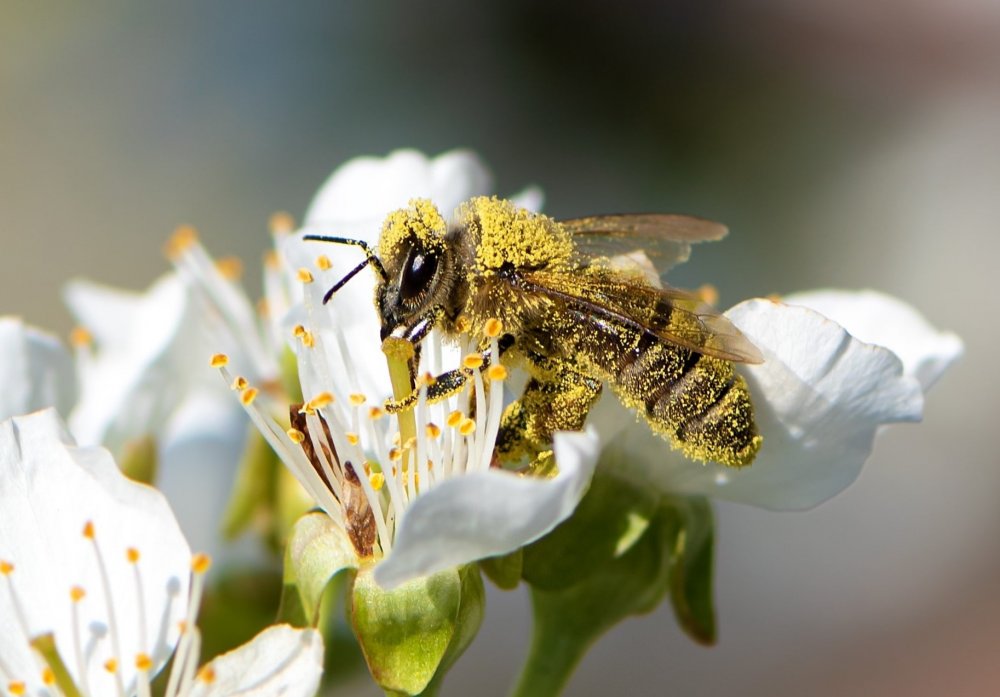 včela obalená pylem