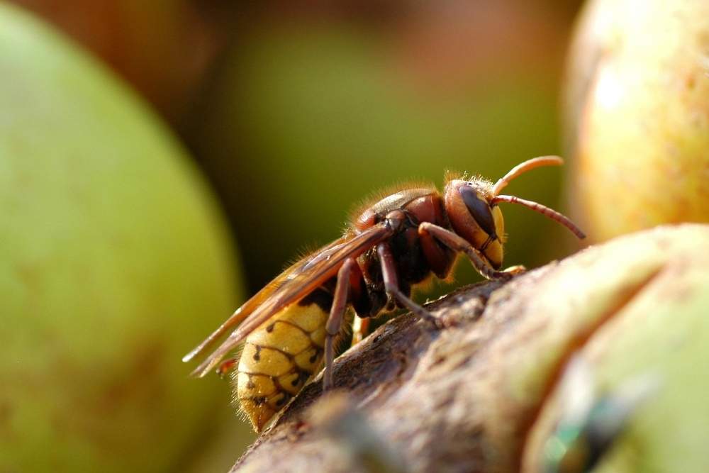 Bees, wasps and hornets: Which sting hurts most and how does to protect  yourself against them? :: Pleva