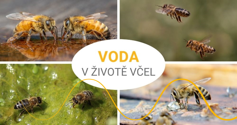 Včely a voda: Také hmyz potřebuje pít, pleva