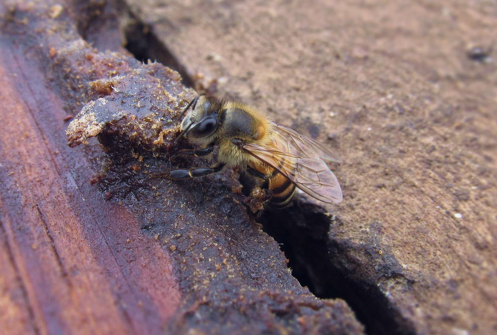 yužití propolisu, včela