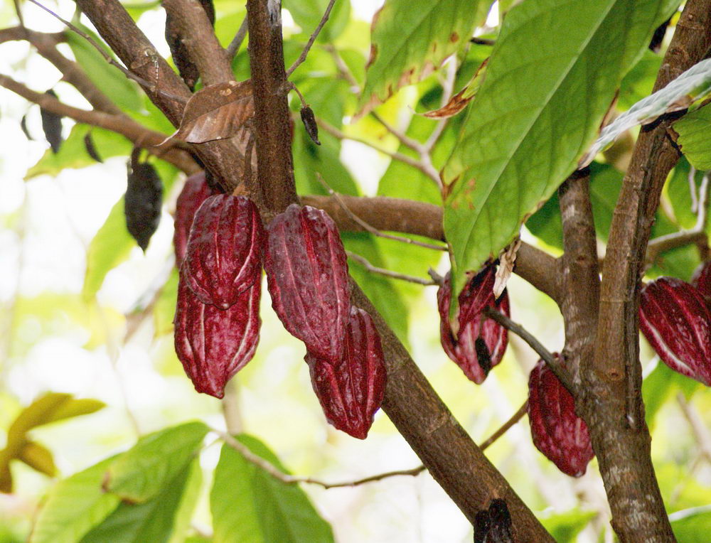 kakaové boby, plod kakaovníku, Pleva