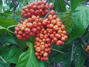 guarana, recepty, pleva