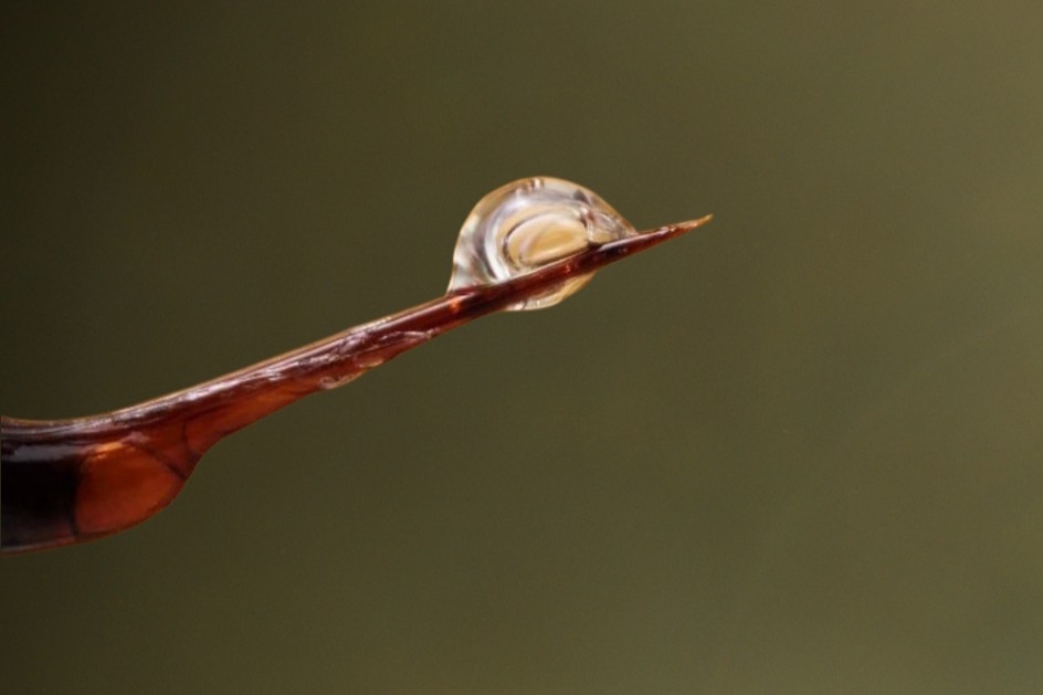 včelí jed, jak používat během těhotenství a kojení