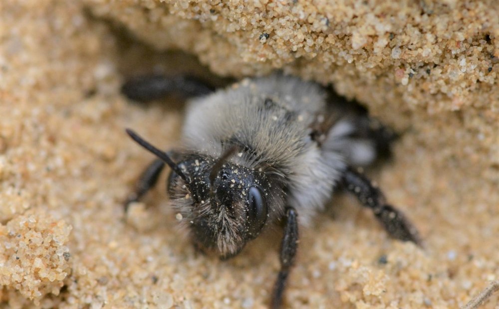 písek pro samotářské včely hnízdící v zemi