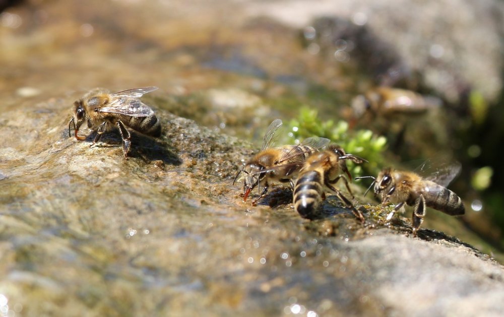 včely nasávají vodu