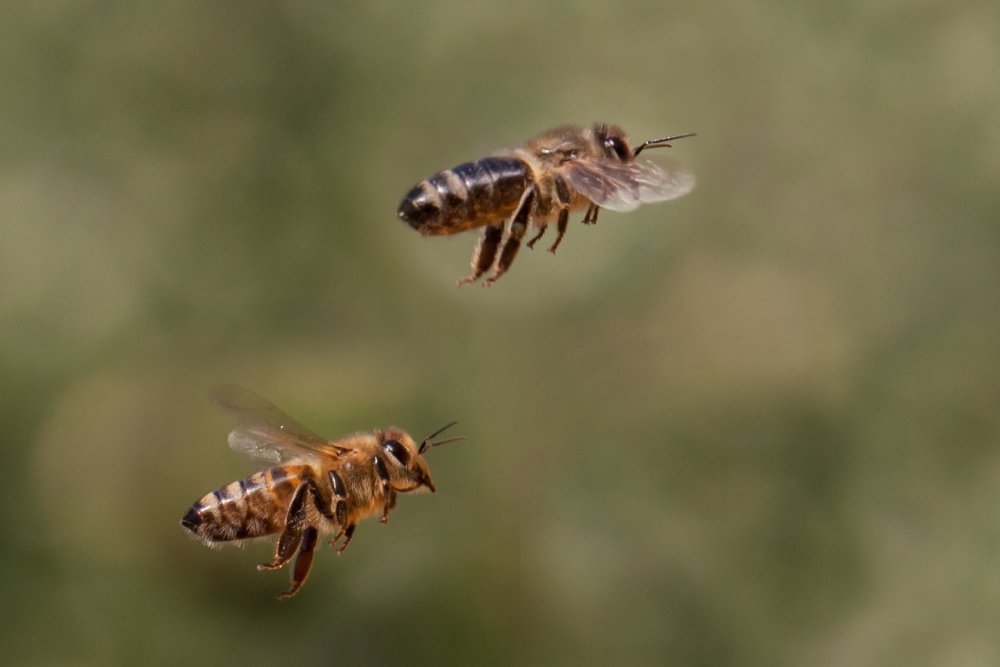 letící včely