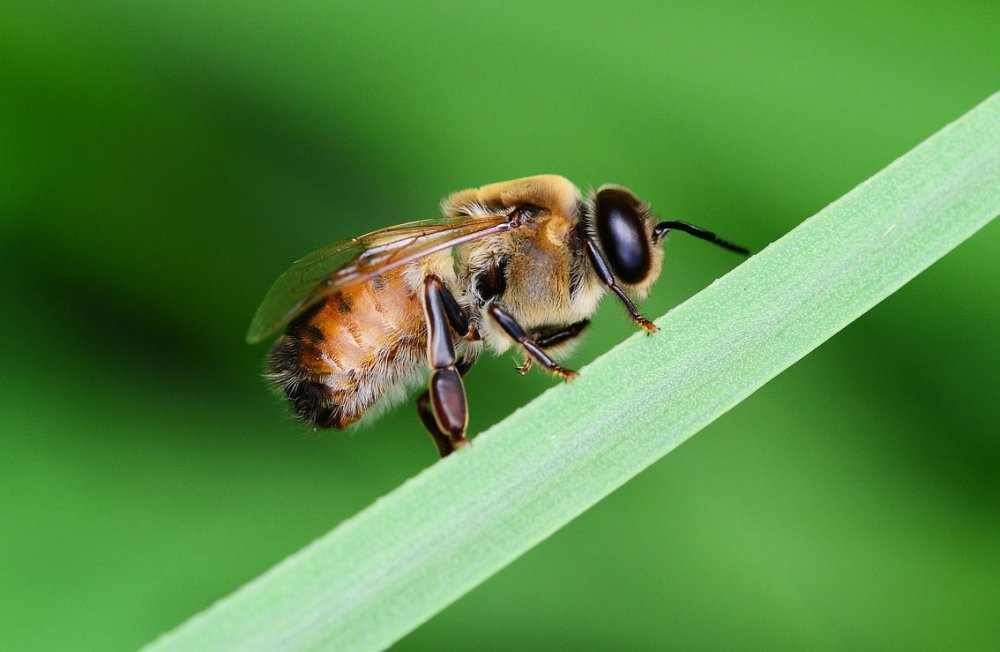 trubec a jeho úloha ve včelstvu