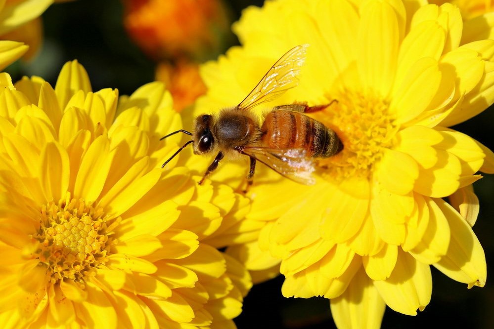 včela na chryzantémě