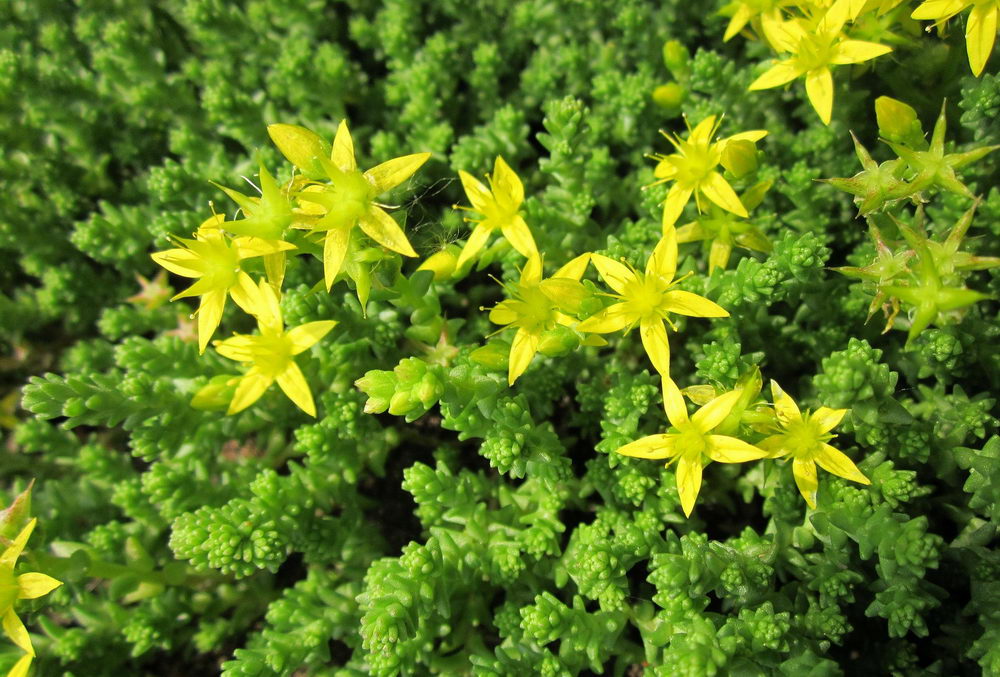 Goldmoss stonecrop