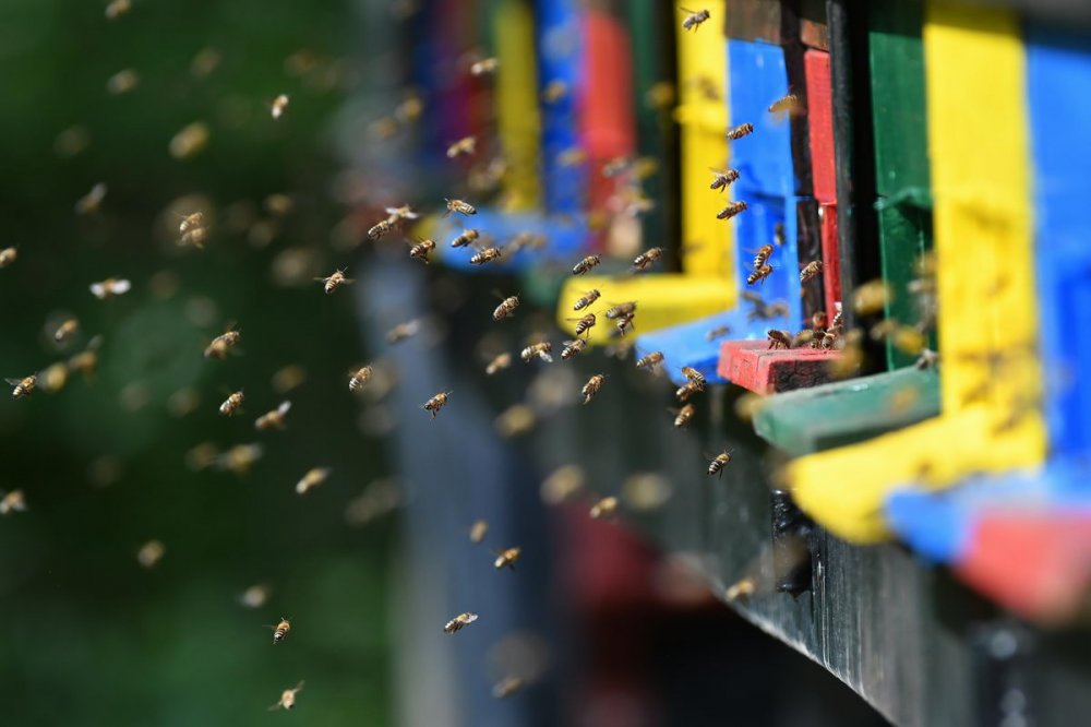 kde žije hmyz, včely medonosné před úly
