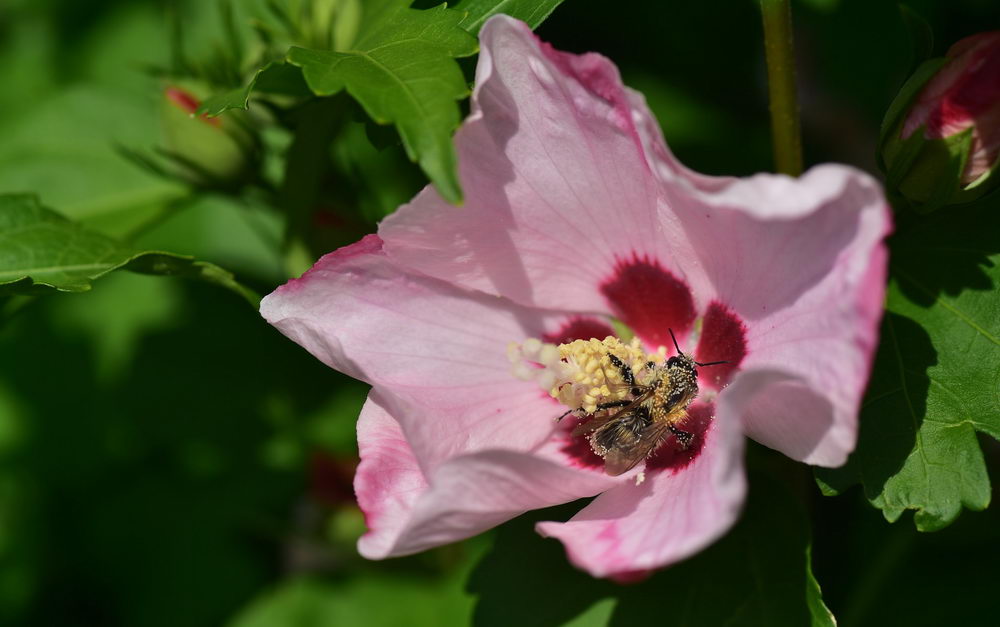 včelka sbírá pyl z květu ibišku