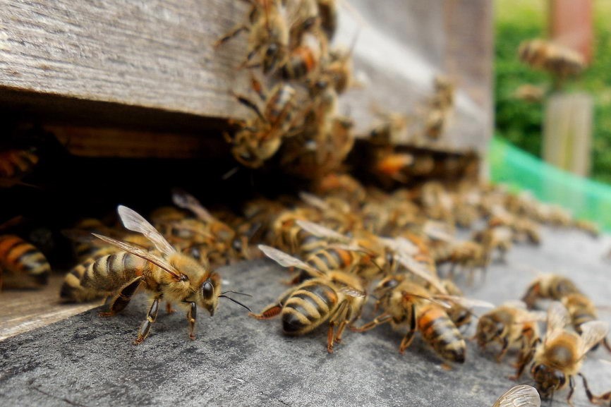 včely v srpnu stráží úl před vetřelci a lupiči