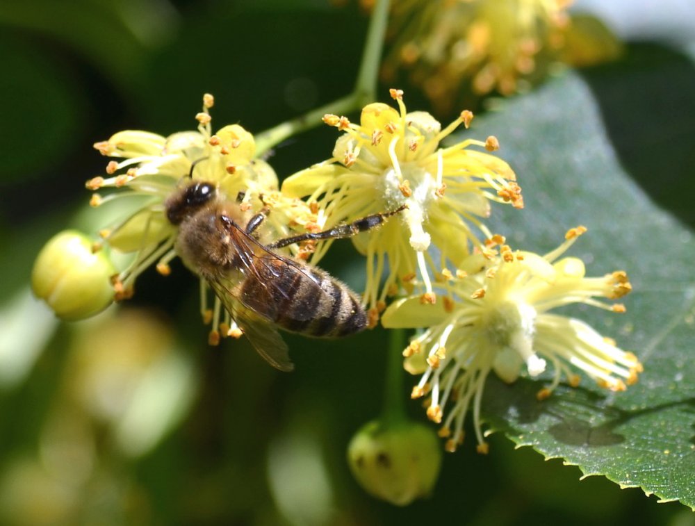 včela na lipovém květu