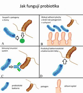 Ekzém, alergie a imunitní systém, probiotika, prebiotika - Pleva
