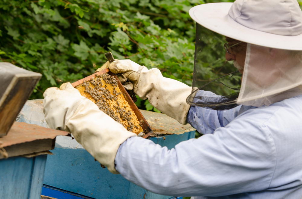 kontrola zásob včelstva