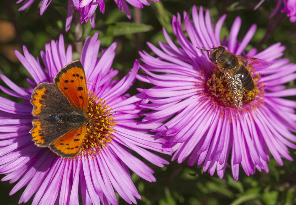 motýl a včela na květině, záchrana hmyzu, šetrné zemědělství
