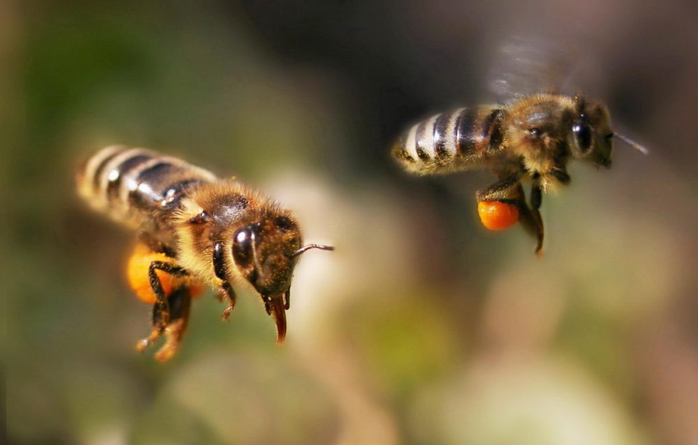 letící včely