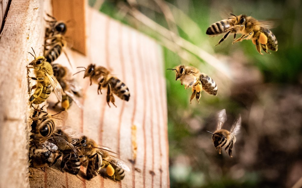 včely přinášející pyl a nektar do úlu