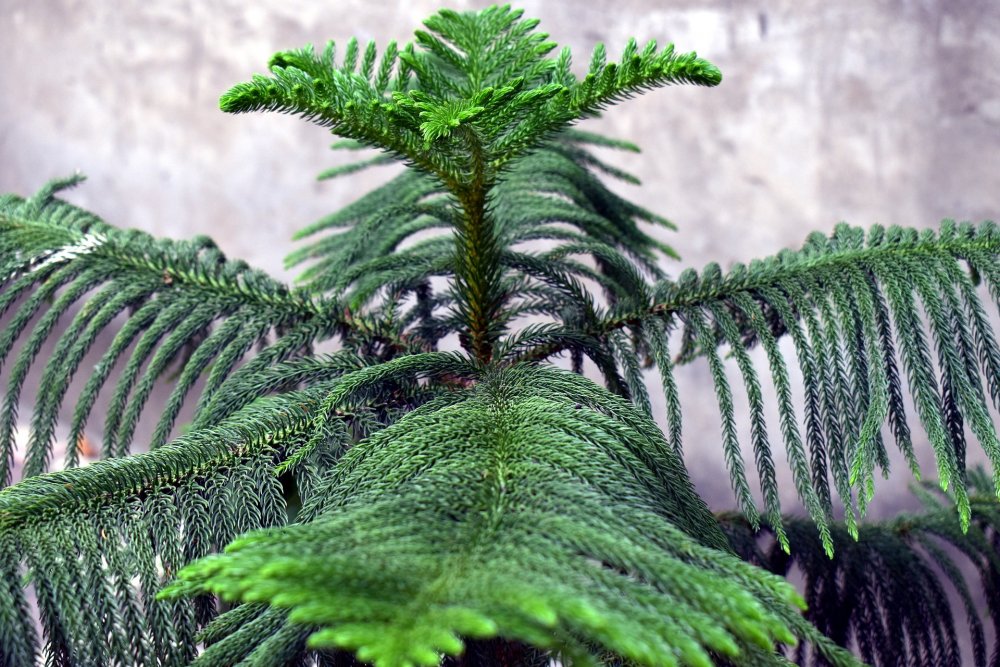 blahočet ztepilý, Araucaria heterophylla, vánoční stromeček pokojový
