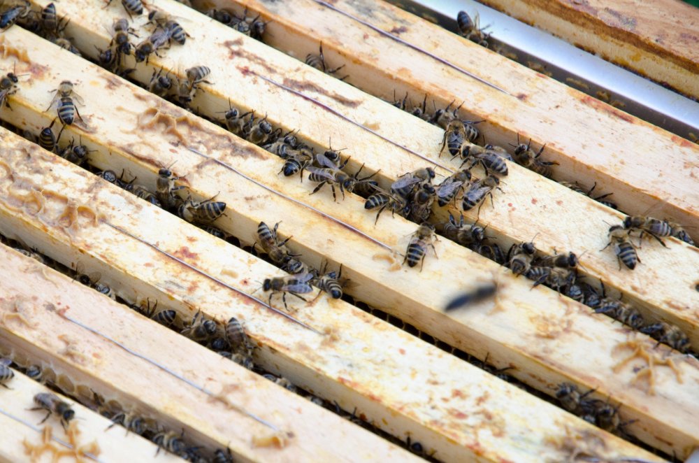 Bee Propolis, Bienen